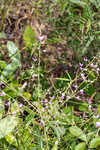 Pine barren ticktrefoil